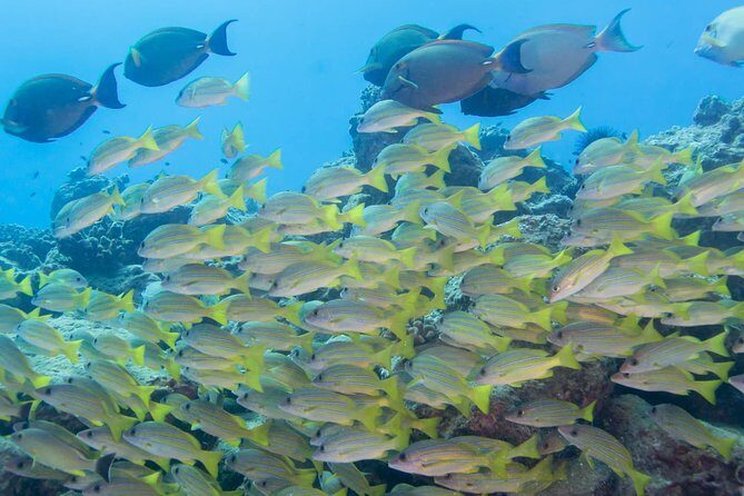 Kauai's Ultimate Discover Scuba Dive - OCEAN EXPERIENCE (1 Tank Dive) - The Real Value for First-Time Divers