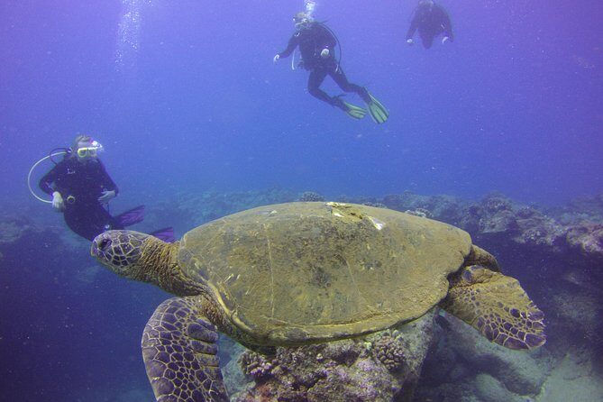 Kauai's Ultimate Discover Scuba Dive - OCEAN EXPERIENCE (1 Tank Dive) - Who Should Consider This Tour?