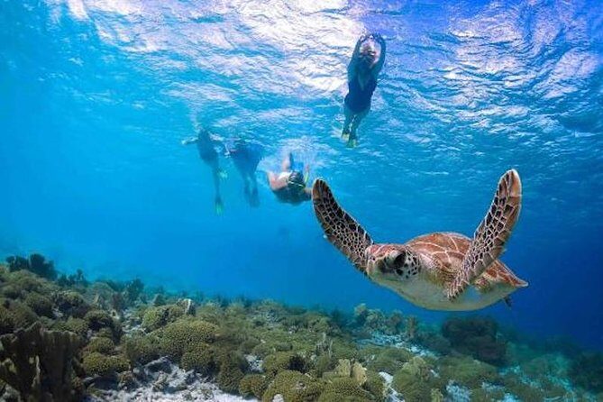 Kauais Ultimate Guided Shore Snorkel: South Poipu - An In-Depth Look at the Kauai Shore Snorkel