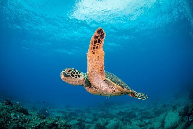 Kauai's Ultimate Scooter Adventure 2 Tank Dive (Advance Certified Divers Only) - A Closer Look at Kauai’s Scooter Dive Adventure