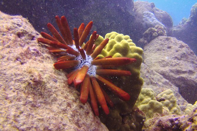 Kauai's Ultimate Scooter Adventure 2 Tank Dive (Advance Certified Divers Only) - Frequently Asked Questions