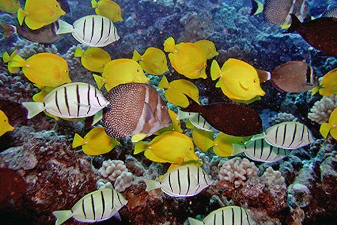 Kauai's Ultimate South Island Zodiac Boat Snorkel Adventure - The Sum Up