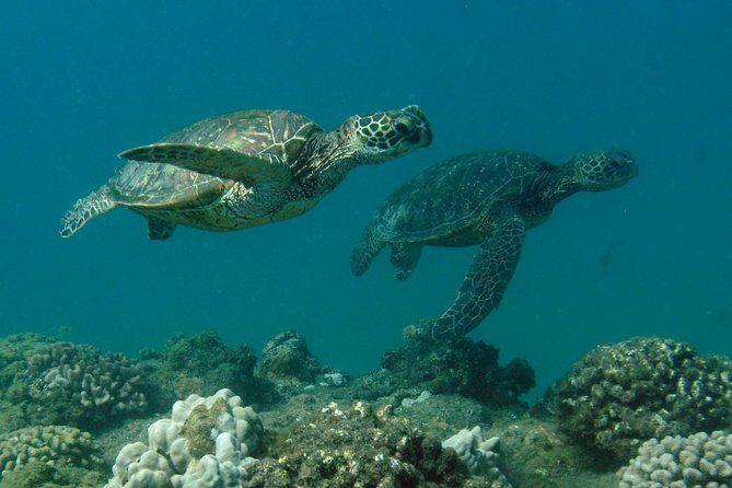Kauai's Ultimate South Shore 2 Tank Dive (Certified Divers Only) - Why This Dive Is Special