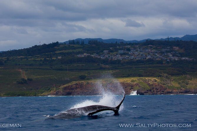 Kauai's Ultimate South Side Whale & Dolphin Zodiac Boat Adventure - Why This Tour Stands Out