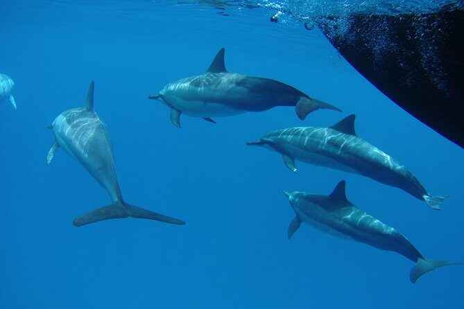 Kauai's Ultimate South Side Whale & Dolphin Zodiac Boat Adventure - Who Will Love This Experience?