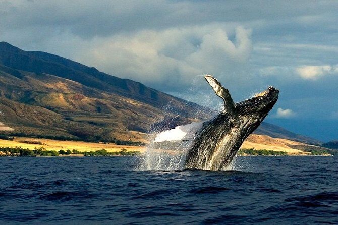 Kauai's Ultimate South Side Whale & Dolphin Zodiac Boat Adventure - The Sum Up