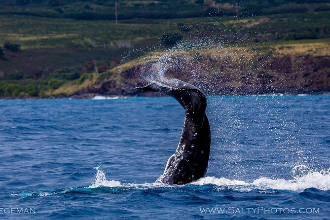 Kauai's Ultimate South Side Whale & Dolphin Zodiac Boat Adventure - FAQ