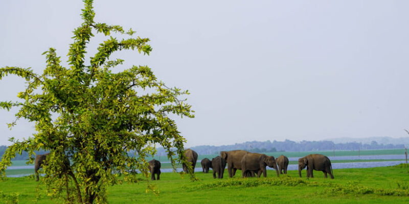 Kaudulla National Park Half Day Sri Lanka Jeep Safari - Setting the Scene: What to Expect from the Tour