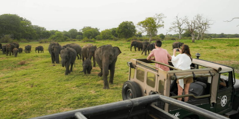 Kaudulla National Park Half Day Sri Lanka Jeep Safari - Why This Tour Is Worth It
