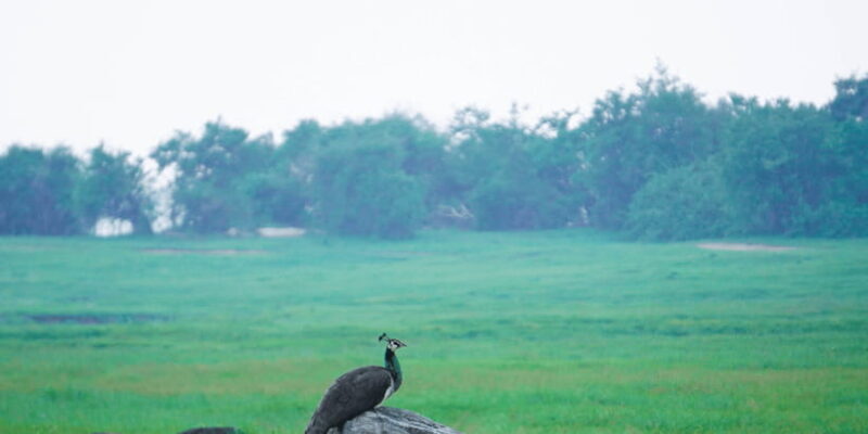 Kaudulla National Park Half Day Sri Lanka Jeep Safari - The Human Touch: Guides & Reviews