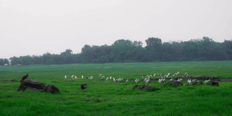 Kaudulla National Park Half Day Sri Lanka Jeep Safari - What to Pack & Tips for a Great Safari