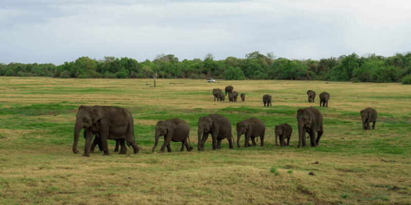 Kaudulla National Park Half Day Sri Lanka Jeep Safari - Final Thoughts: Who Is It Perfect For?