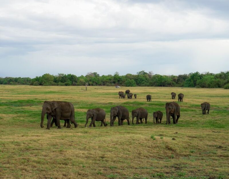 Kaudulla National Park Half Day Sri Lanka Jeep Safari - Frequently Asked Questions (FAQs)
