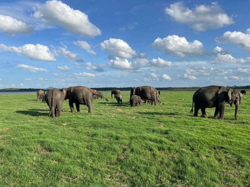 Kaudulla National Park Halfday Jeep Safari with Hotel Pickup - Key Points