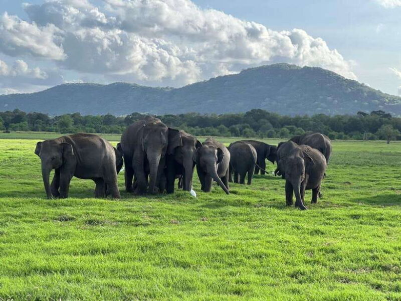 Kaudulla National Park Halfday Jeep Safari with Hotel Pickup - Why Choose the Kaudulla National Park Halfday Safari?