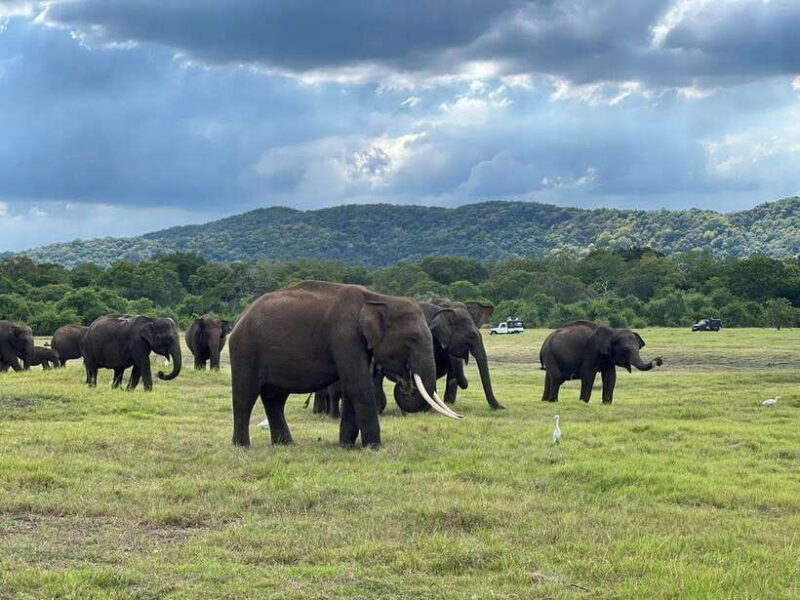 Kaudulla National Park Halfday Jeep Safari with Hotel Pickup - What Makes the Experience Special?