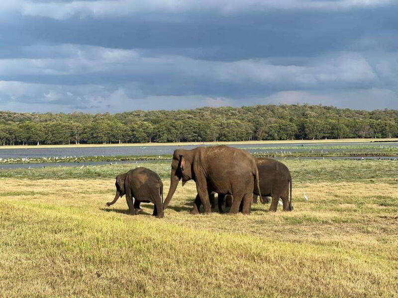 Kaudulla National Park Halfday Jeep Safari with Hotel Pickup - What Real Travelers Say