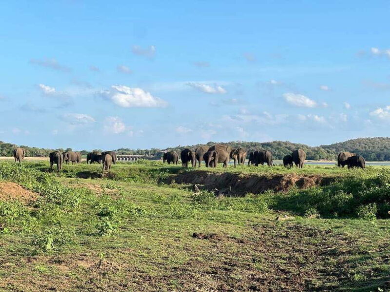 Kaudulla National Park Halfday Jeep Safari with Hotel Pickup - Final Thoughts: Who Should Consider This Safari?