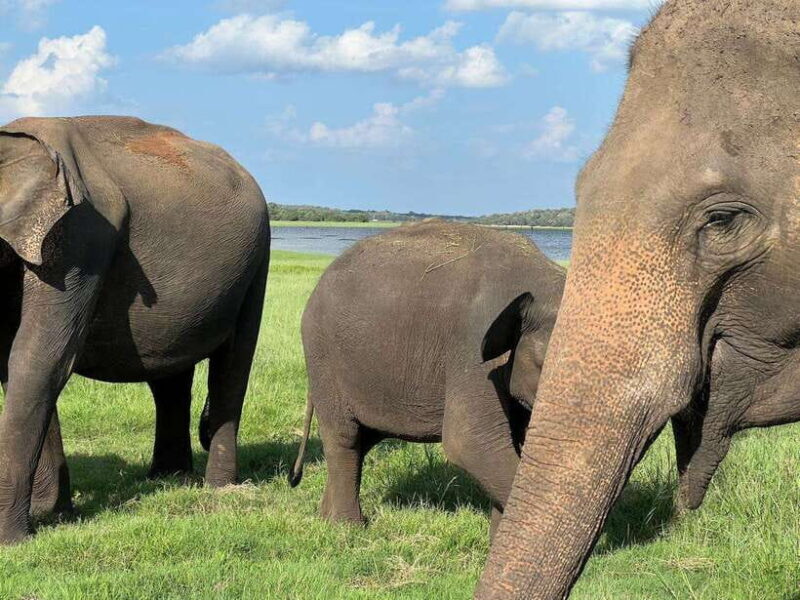 Kaudulla National Park Halfday Jeep Safari with Hotel Pickup - FAQ