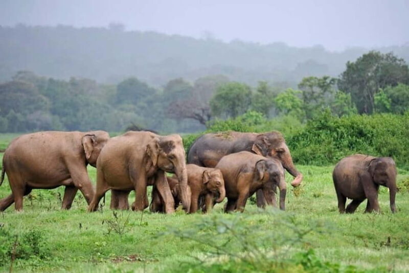 Kaudulla National Park Jeep Safari - Who Should Consider This Safari?