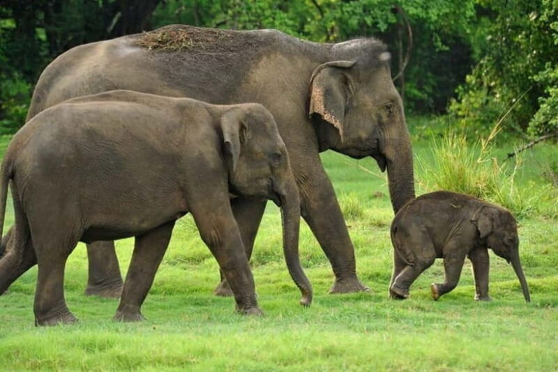 Kaudulla National Park Jeep Safari - FAQs