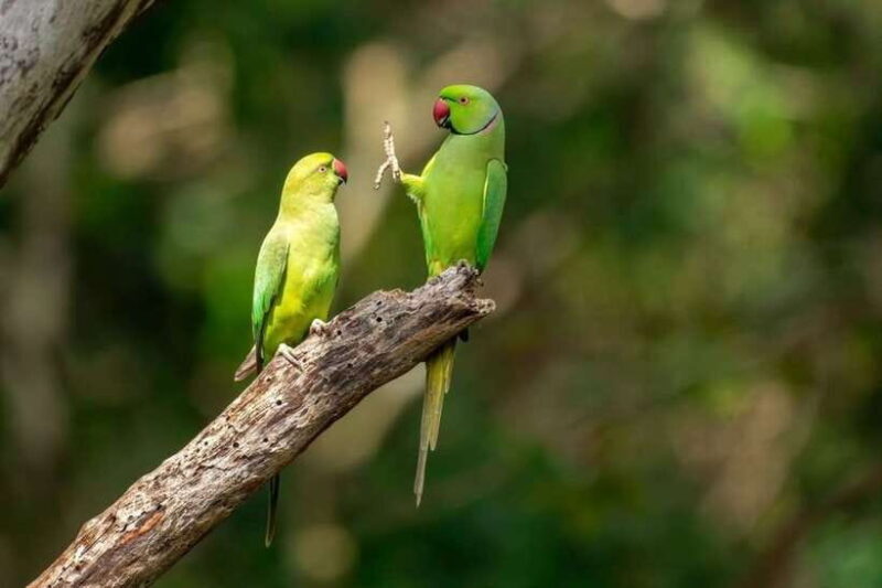 Kaudulla National Park Private Elephant Safari - Key Points
