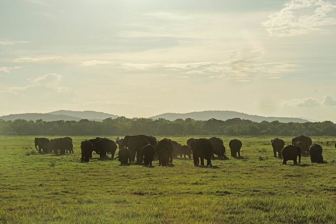 Kaudulla National Park Private Safari - Authenticity and Value