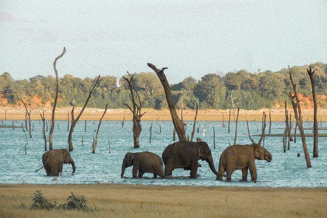 Kaudulla National Park Private Safari - FAQ