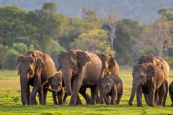 Kaudulla National Park Safari | Jeep with Tickets - Introduction