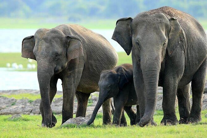 Kaudulla National Park Safari | Jeep with Tickets - Exploring the Tour: What You Can Expect