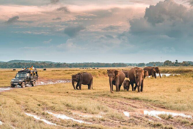 Kaudulla National Park Safari | Jeep with Tickets - Who Should Book This Tour?