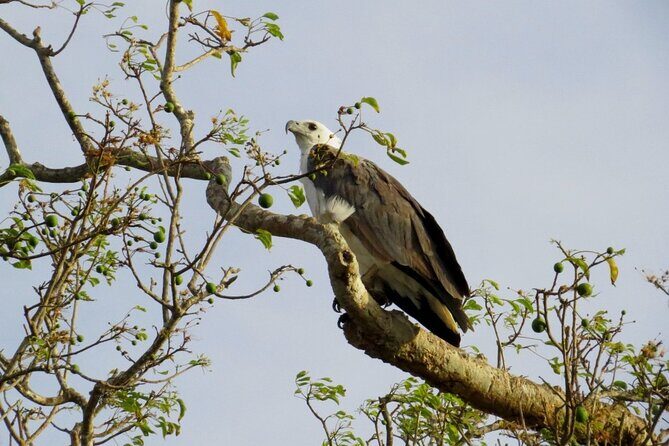 Kaudulla National Park Safari | Jeep with Tickets - FAQ