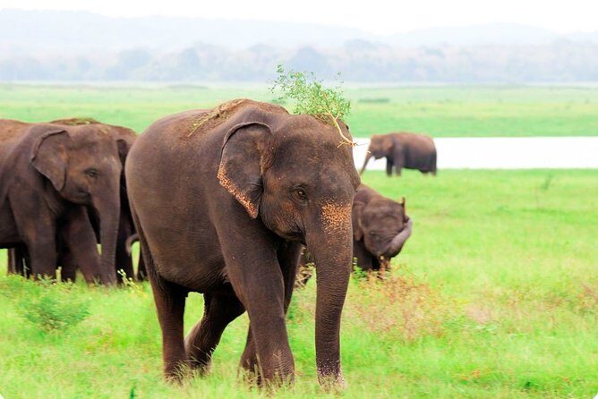 Kaudulla National Park Shared Safari - What to Expect on Your Safari
