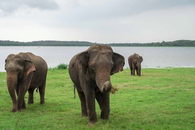 Kaudulla National Park Shared Safari - The Experience: Pros and Cons