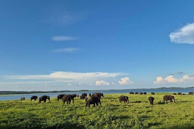 Kaudulla Safari Adventure - What to Expect on the Safari