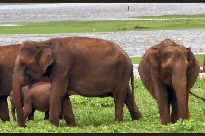 Kaudulla Safari Adventure - Authentic Reviews and Insights