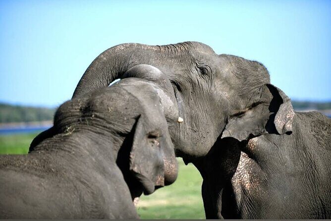Kaudulla Safari Adventure - Who Should Consider This Tour?