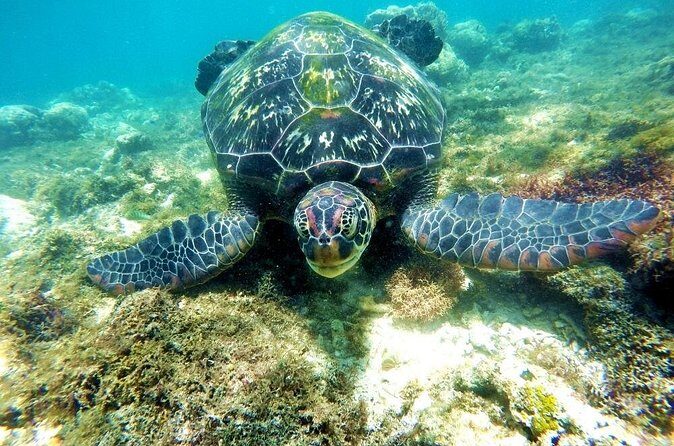 Kawasan Canyoneering and Snorkeling with Sardines with Lunch - FAQ