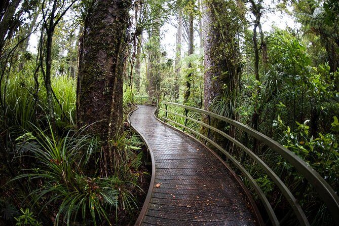 Kawiti Glow Worm Cave Tour & Opua Forest Walk - A Detailed Look at the Tour Experience