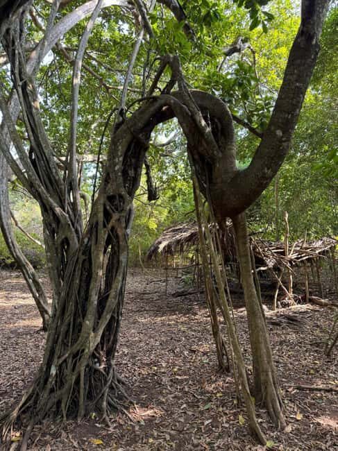 Kaya Kinondo Sacred Forest Guided Tour - Kaya Kinondo Sacred Forest Guided Tour