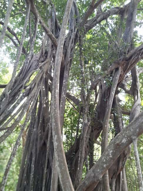 Kaya Kinondo Sacred Forest Guided Tour - An in-depth look at the Kaya Kinondo Sacred Forest Guided Tour