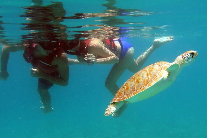 Kayak and Sea Turtle Snorkel with Beach Break - An In-Depth Look at the Tour Experience