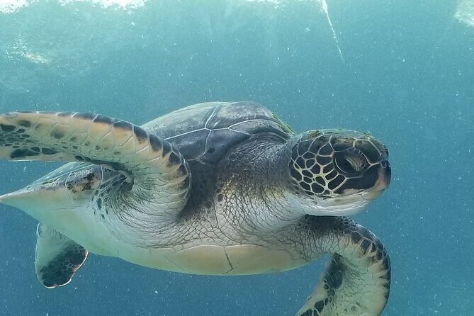 Kayak and Snorkel: Maui West Shore - Breakdown of the Itinerary