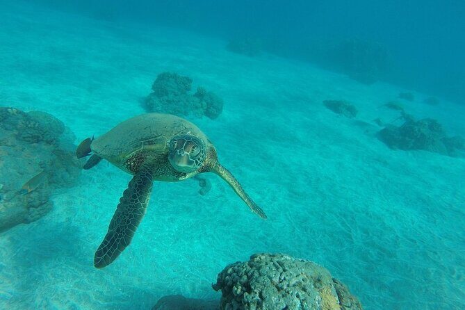 Kayak and Snorkel: Maui West Shore - FAQ