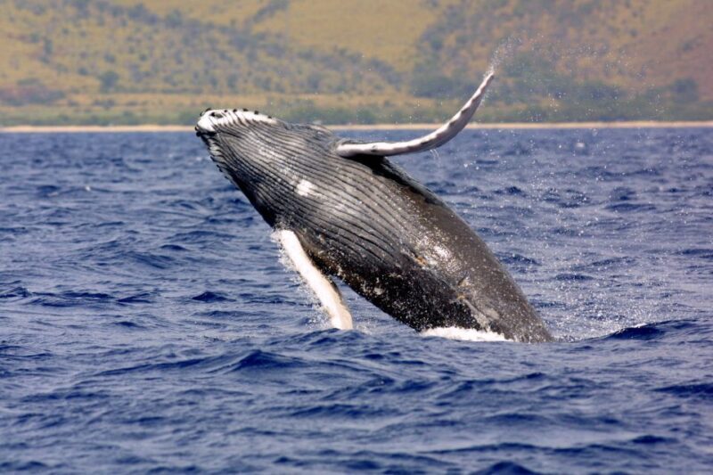 Kayak and Snorkel West Maui at Olowalu - Practical Details and Tips