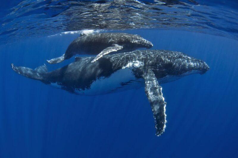 Kayak and Snorkel West Maui at Olowalu - Who Should Consider This Tour?