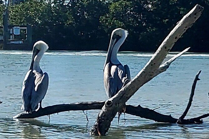 Kayak and SUP Rentals - Big Hickory Island - Fort Myers Beach, FL - Practical Details and Tips