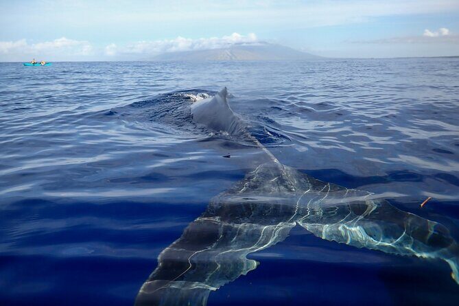 Kayak and Whale Watching Tour - Key Points