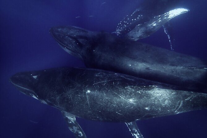 Kayak and Whale Watching Tour - Exploring the Maui Kayak & Whale Watching Experience