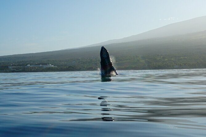 Kayak and Whale Watching Tour - FAQ